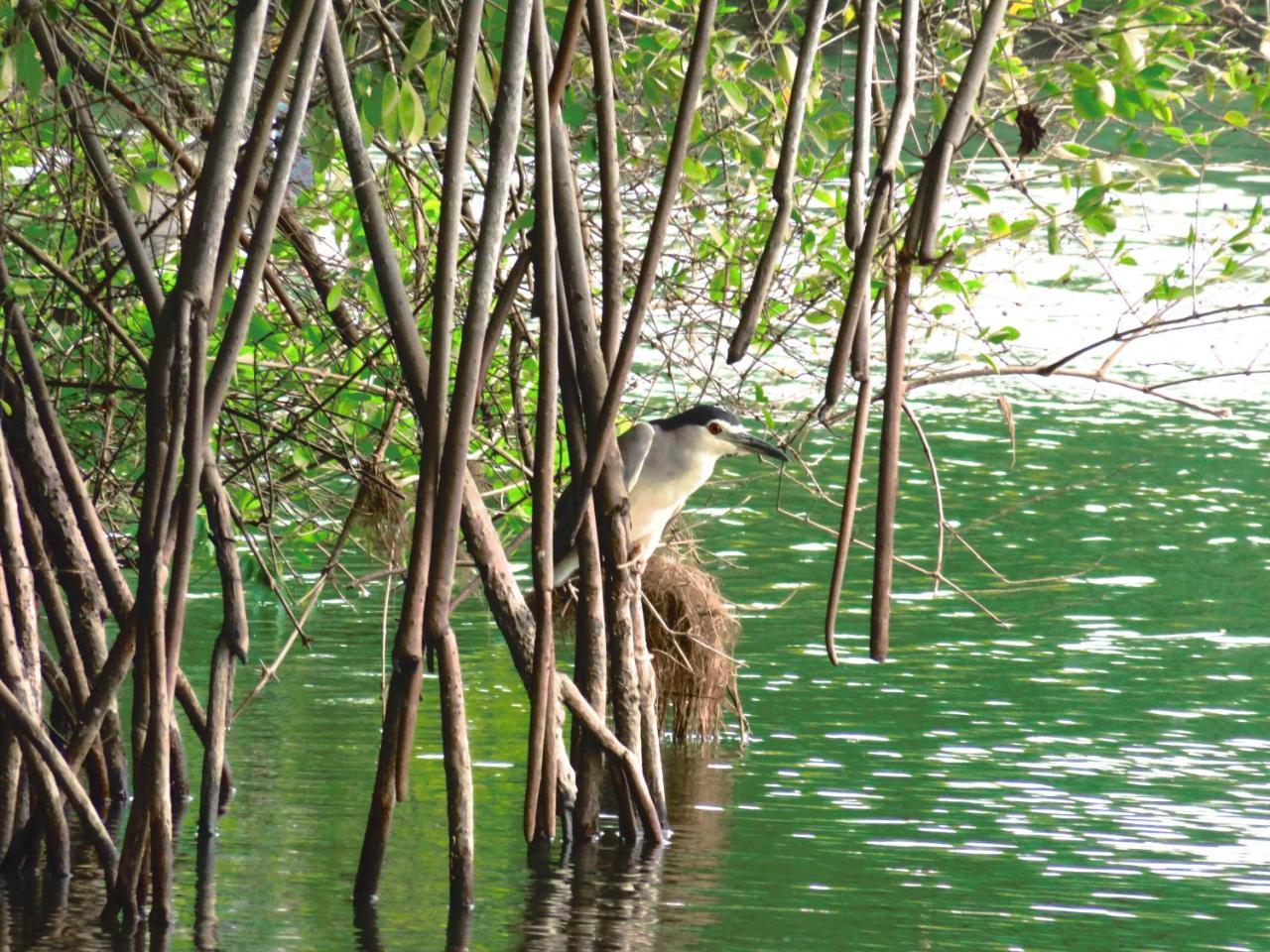 Beach Lagoon Guesthouse Tangalle Exterior foto