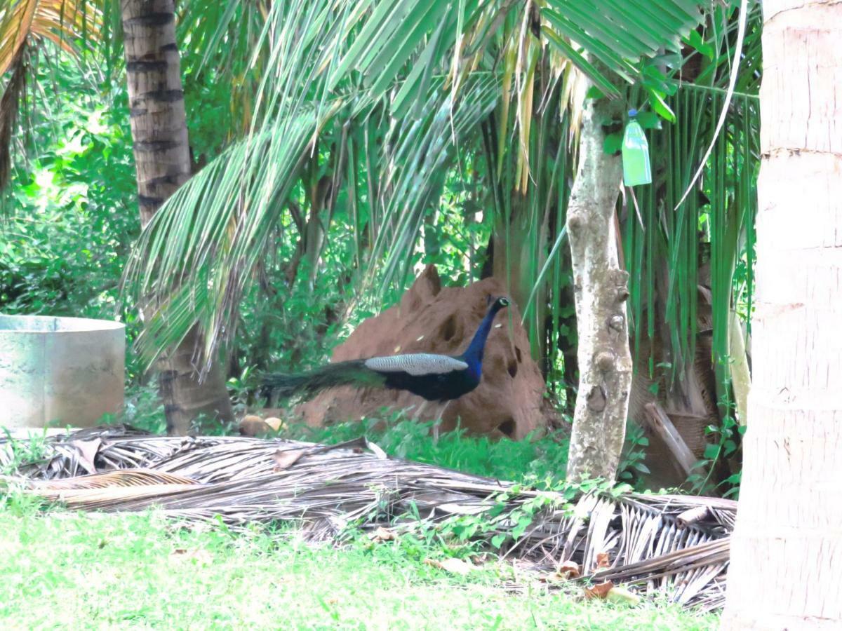 Beach Lagoon Guesthouse Tangalle Exterior foto